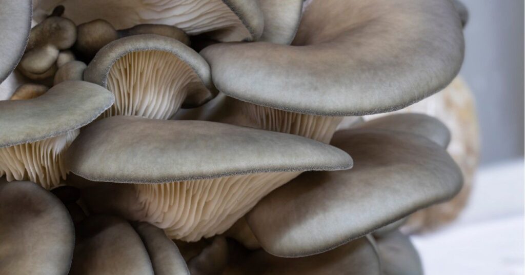 laskagomba termesztés házilag