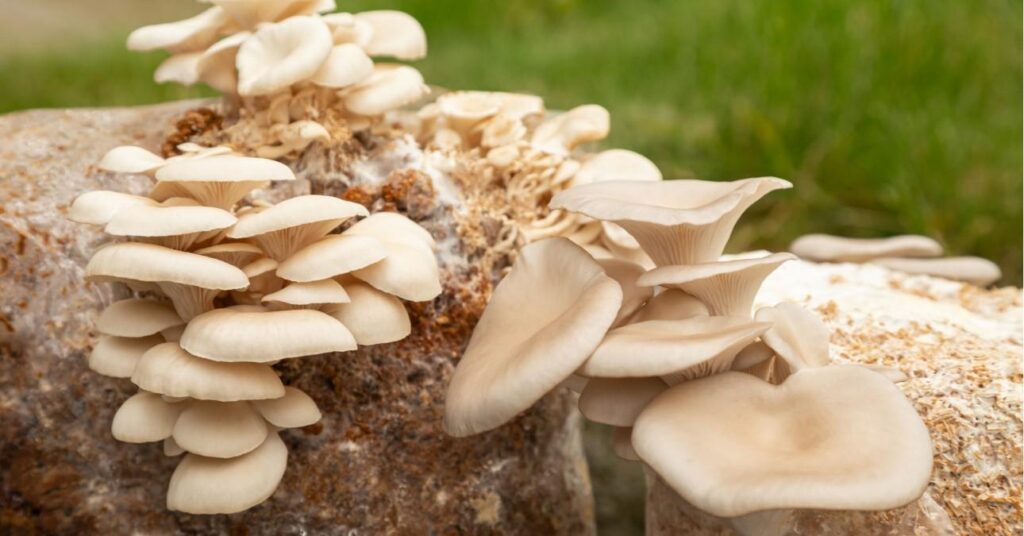 laskagomba termesztés házilag