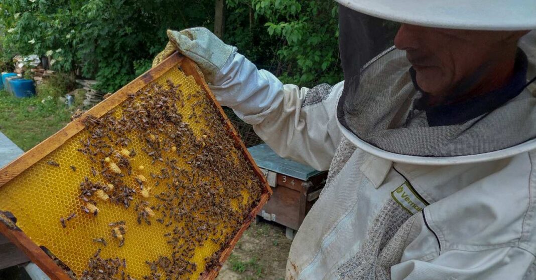 méhész a méheivel védőruhában