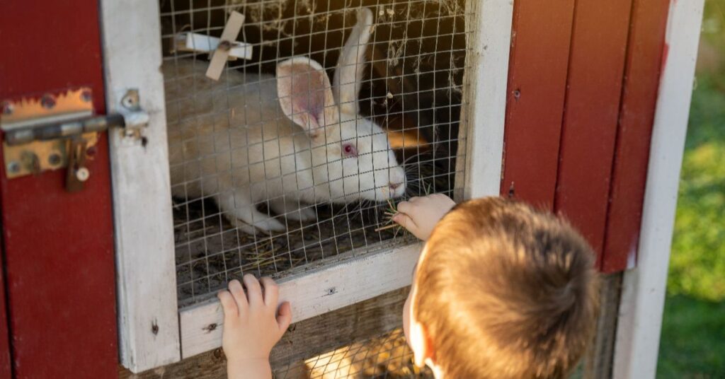 Egy kisfiú eteti a nyulat.