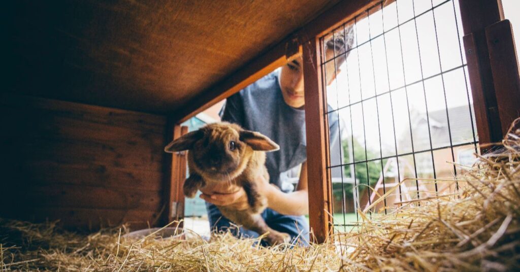 Egy tinédzser fiú nyuszit helyez a nyúlketrecbe.