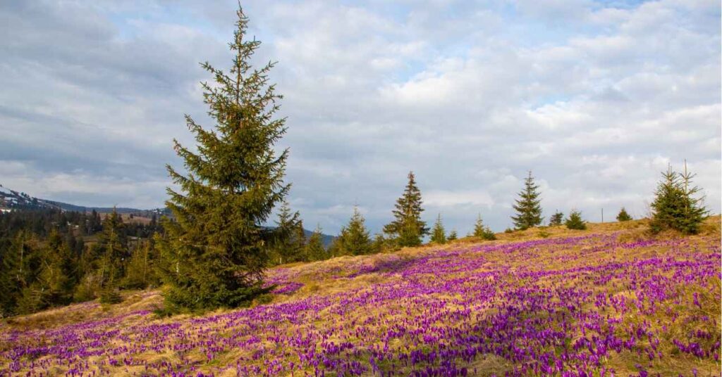 kiruccanok buszos utazások 2026