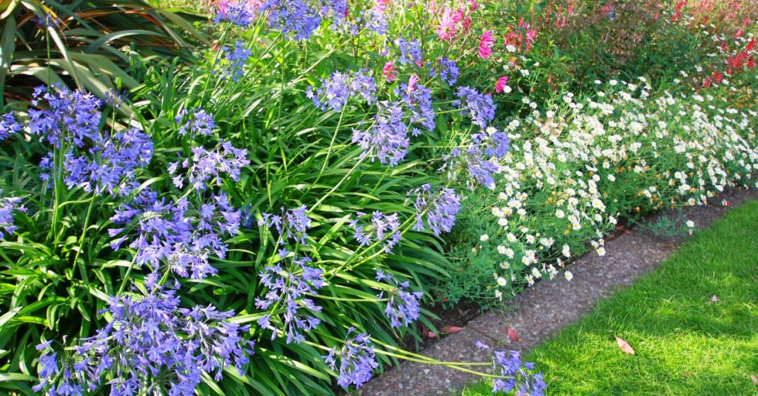 szerelemvirág kora tavaszi kertben