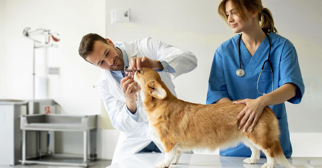 Az állatorvosi asszisztens segíti az orvos munkáját