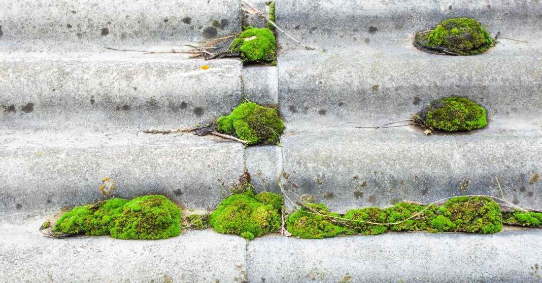 régi azbeszttető mohával