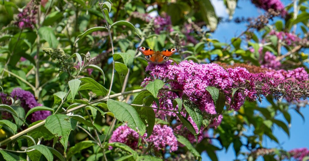 nyári orgona bokor pillangóval