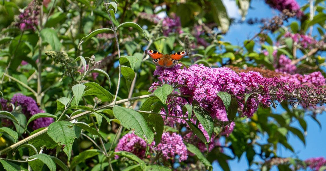 nyári orgona bokor pillangóval