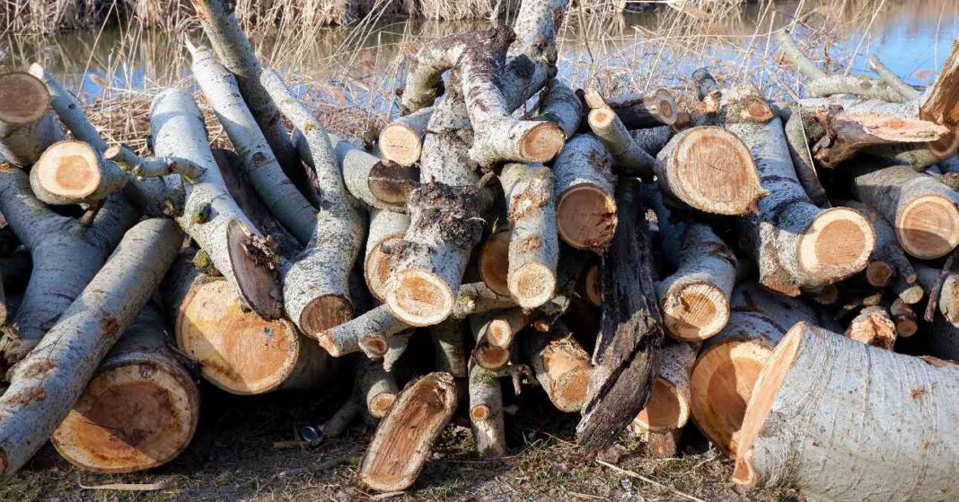 Budapest határába farönkök halomban