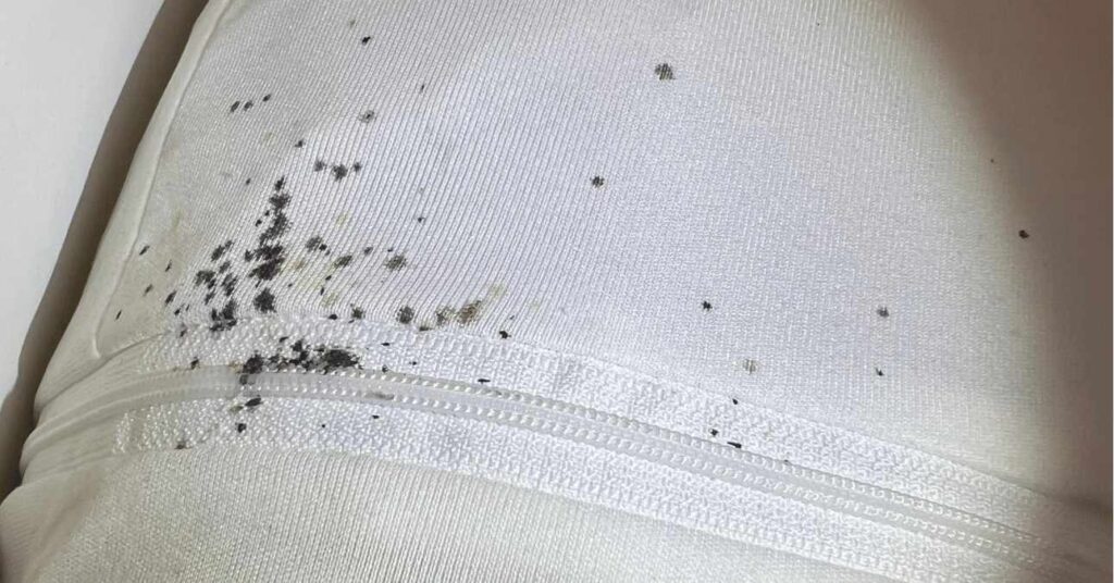 ágyi poloska ürülék