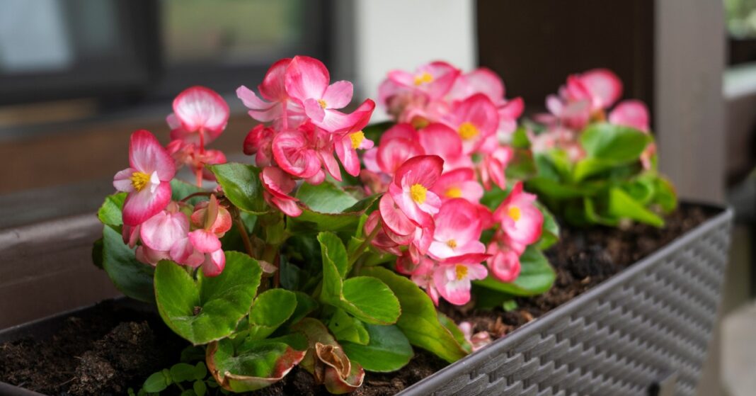rózsaszínes begóniák egy párkányban szürke műanyag párkánylábában