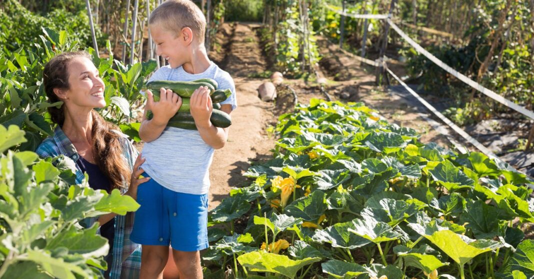 anya és fia cukkinit szüretel a kertben