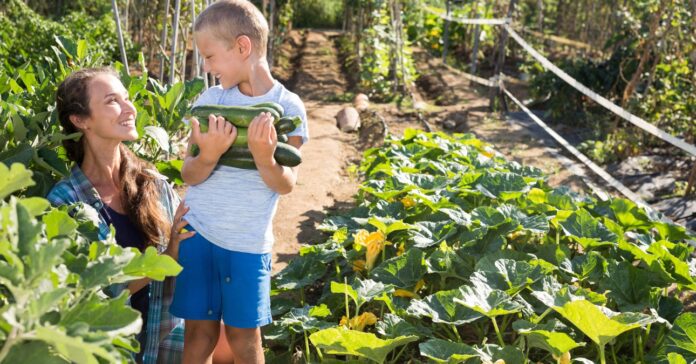 anya és fia cukkinit szüretel a kertben
