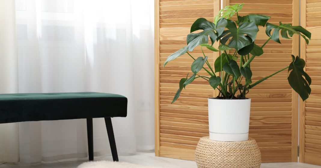 filodendron a szobában