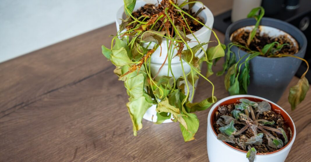 túlöntözött elrohadt növények