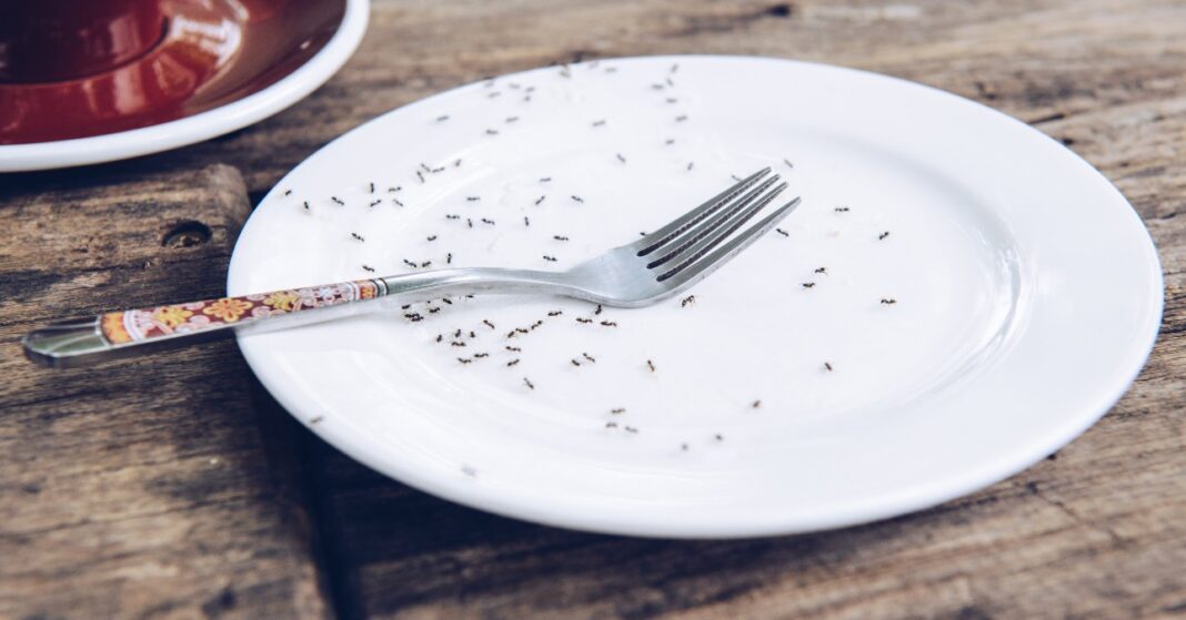 hangyák a tányéron