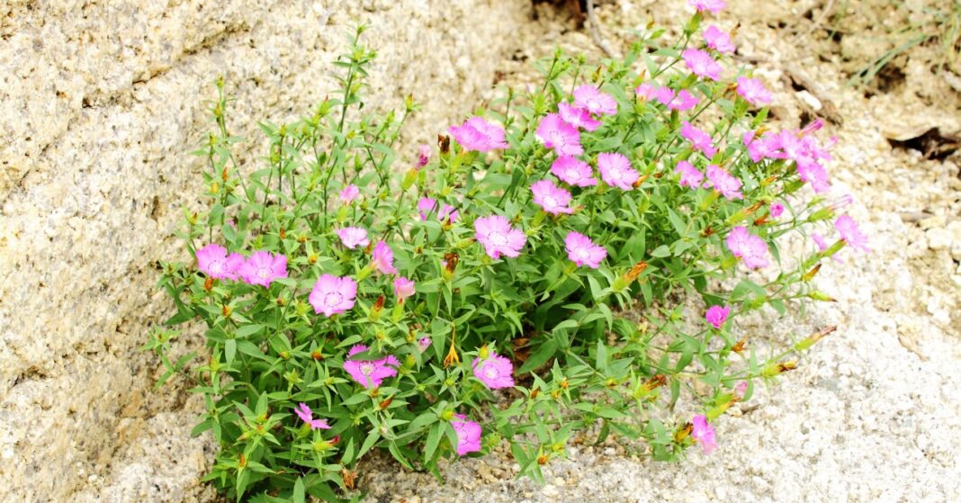 szárazságtűrő növény sziklás talajon