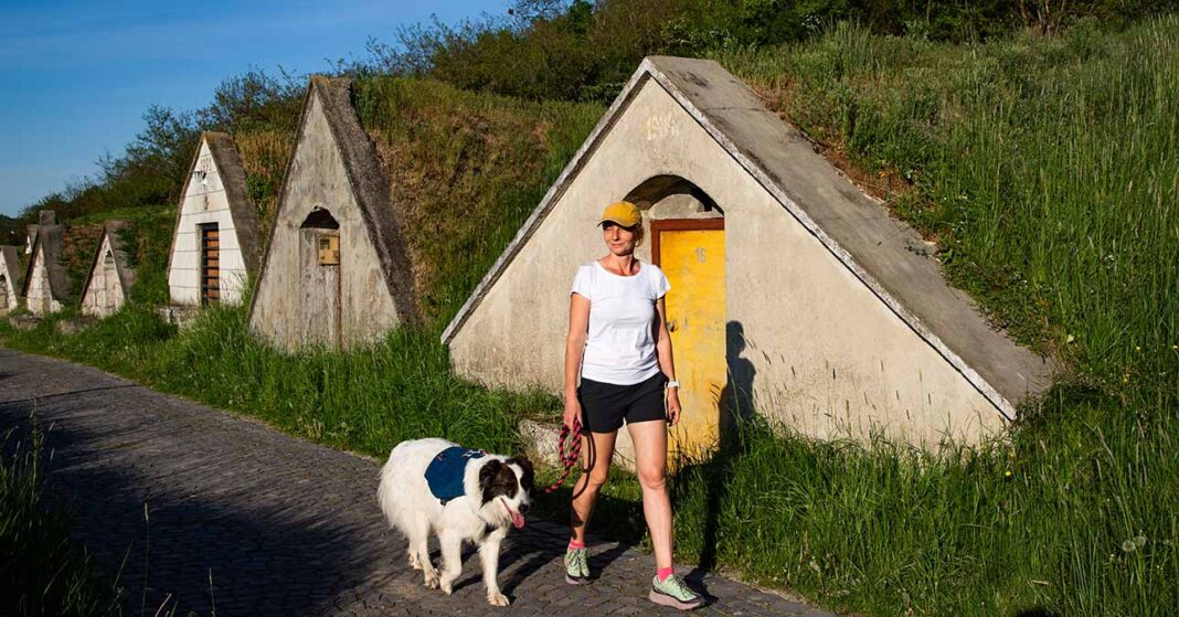 Sárospatak pincesor