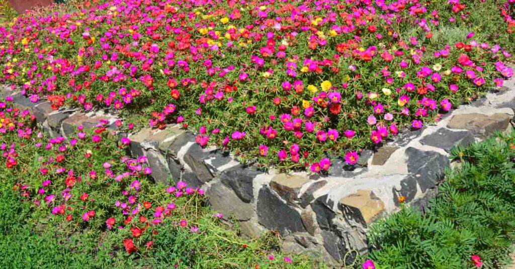 porcsinrózsa gondozása