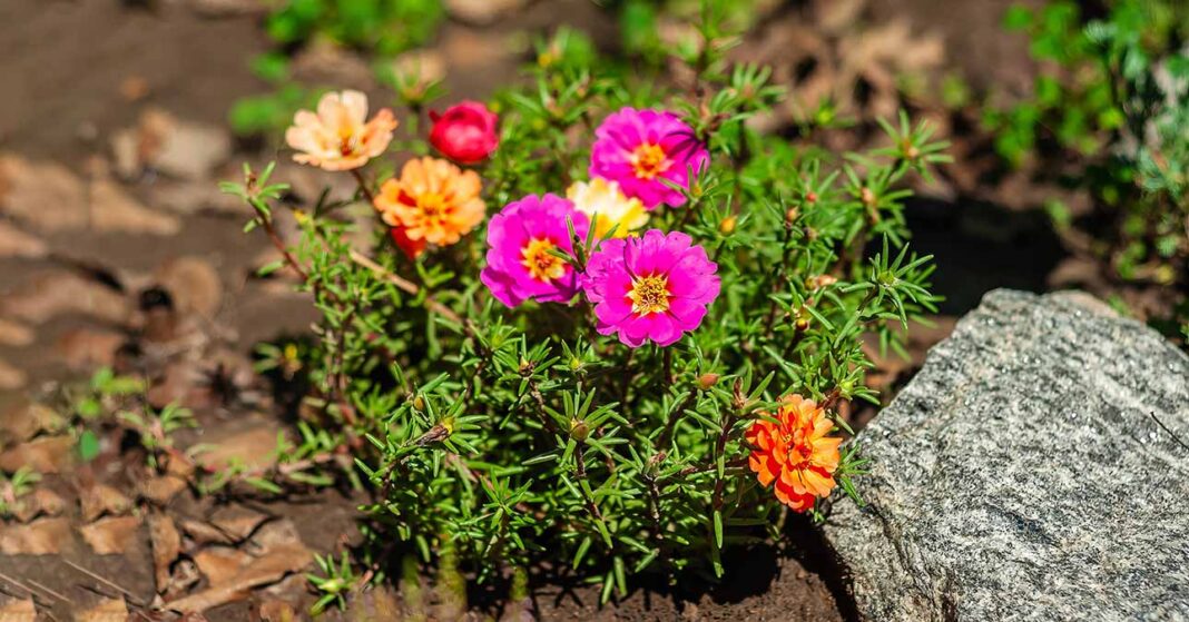 porcsinrózsa gondozása