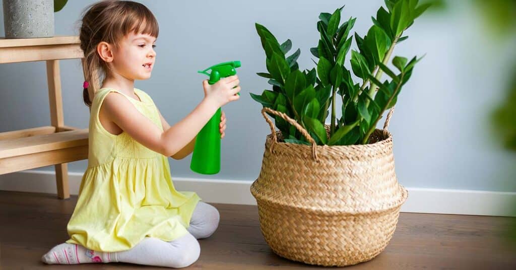 Agglegénypálma locsolása: zamioculcas szaporítása és gondozása
