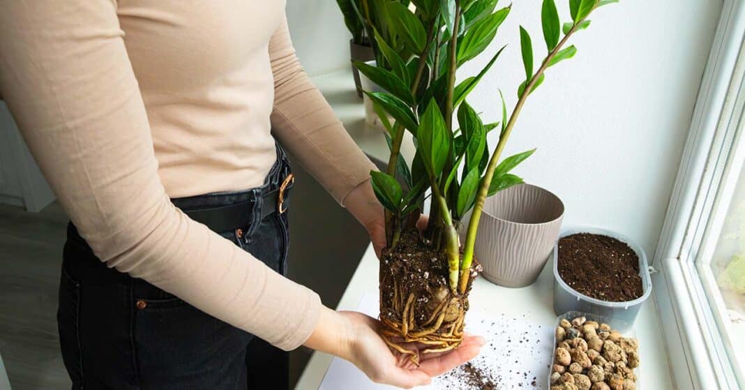 Agglegénypálma átültetése: zamioculcas szaporítása és gondozása