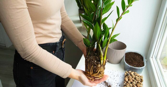 Agglegénypálma átültetése: zamioculcas szaporítása és gondozása