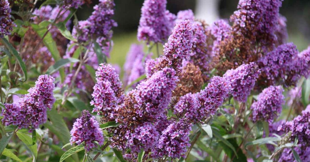 Buddleja davidii, avagy nyáriorgona hatalmas virágfürtökkel