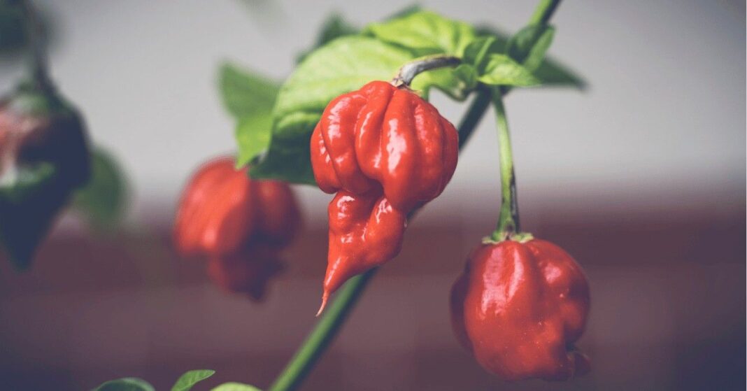skorpió paprika
