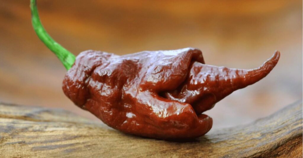 skorpió paprika