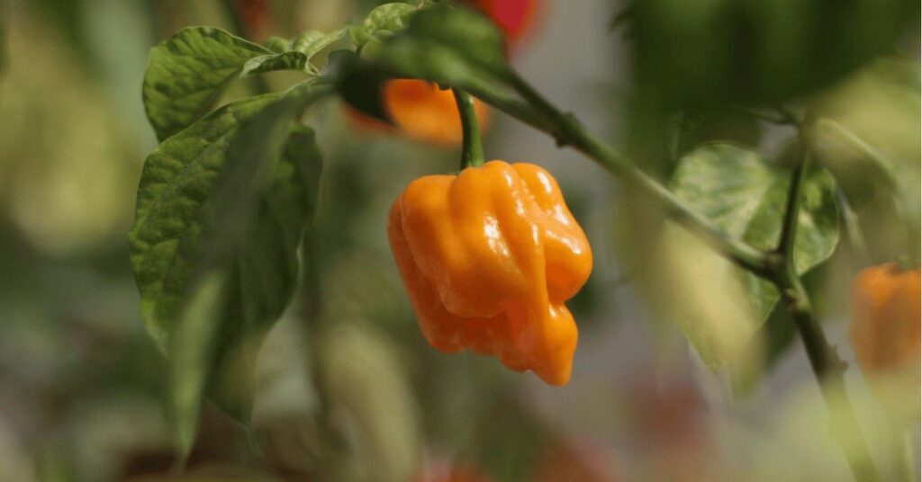 skorpió paprika