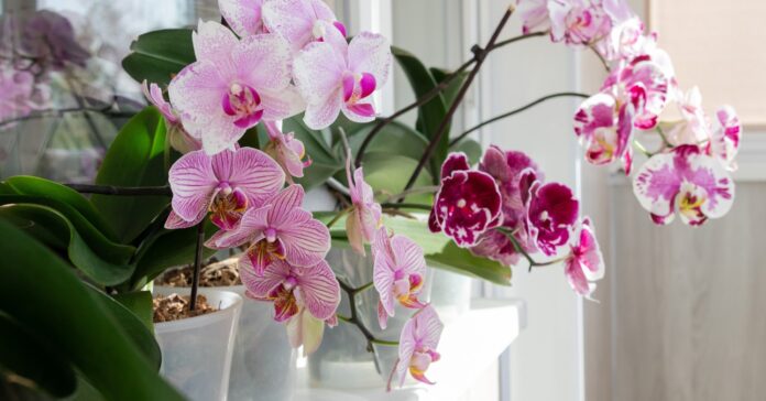 orchideák az ablakban