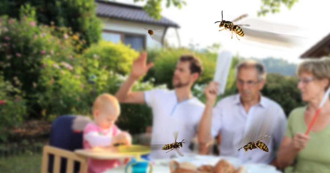 nem lehet enni a darazsaktól