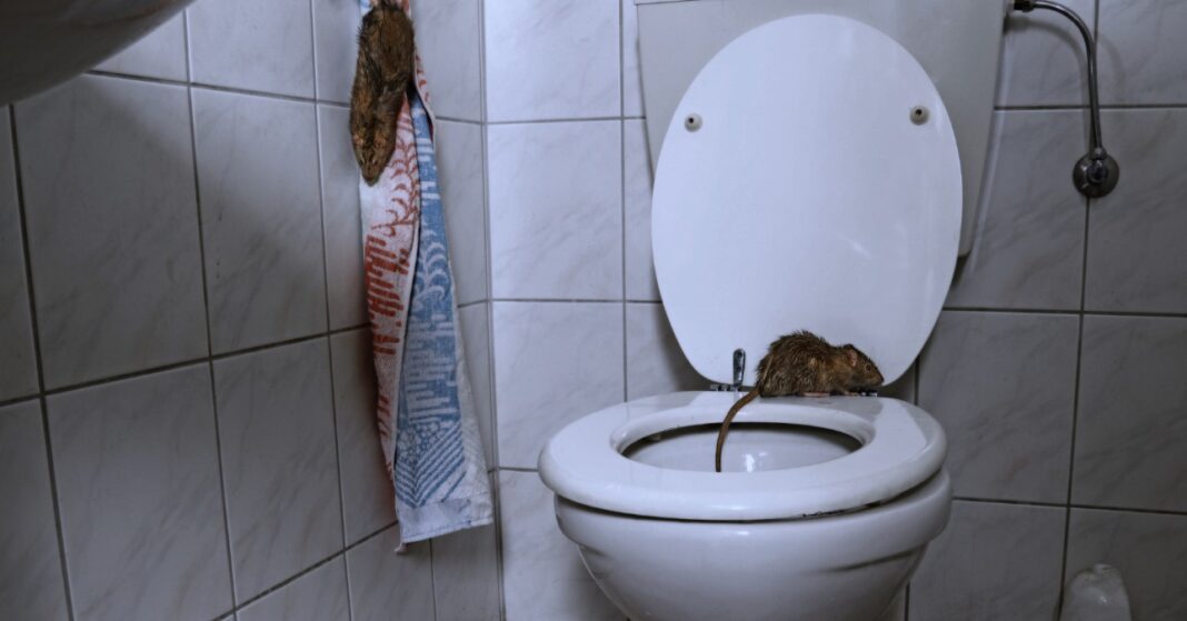 patkányok a wc-ben