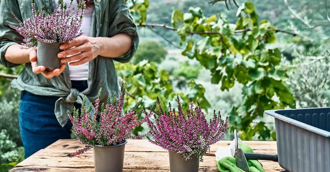 Calluna vulgaris (csarab) növény átültetése