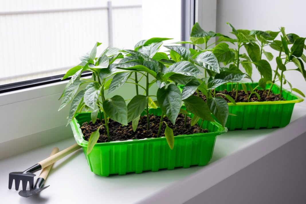 paprika teleltetése ablakban